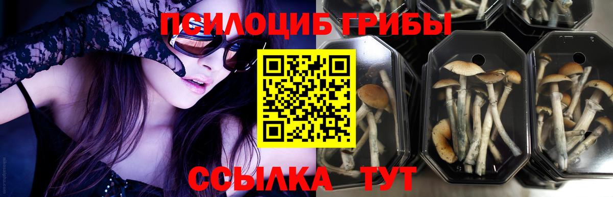 Псилоцибиновые грибы Cubensis  Вход с VPN  Мыски 